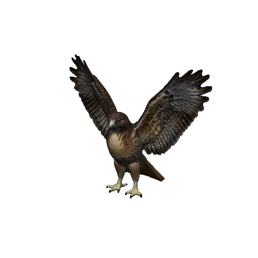Hawk
