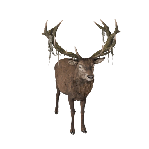 Elder Stag