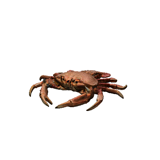 Crab