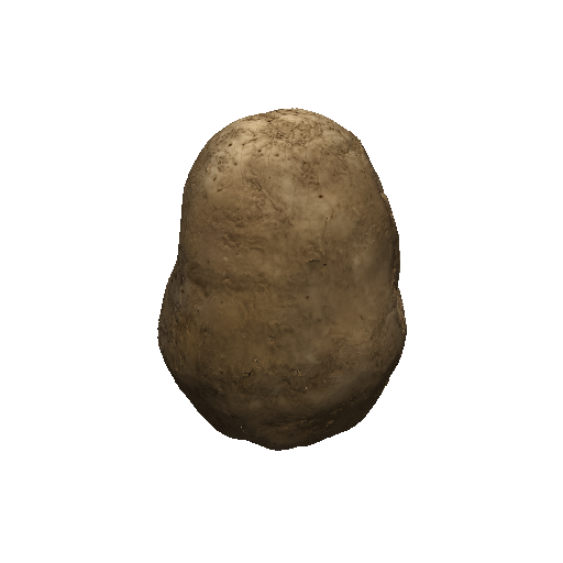 Potato