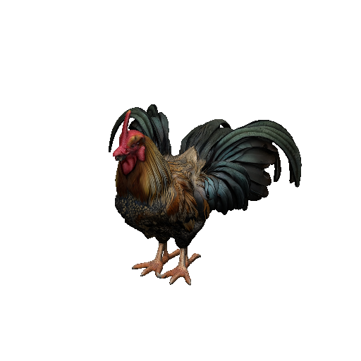 Rooster