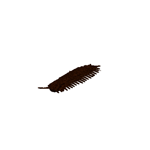 Centipede