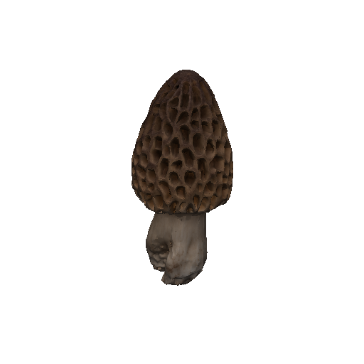 Morel Mushroom