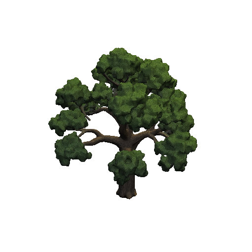 Oak tree