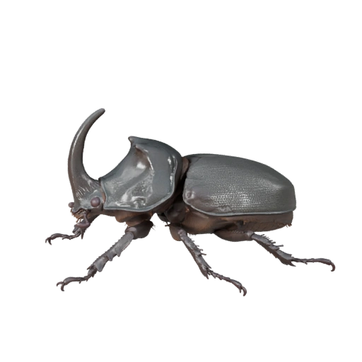 Rhino Beetle