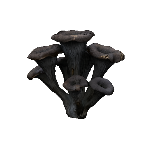 Trumpet Fungus