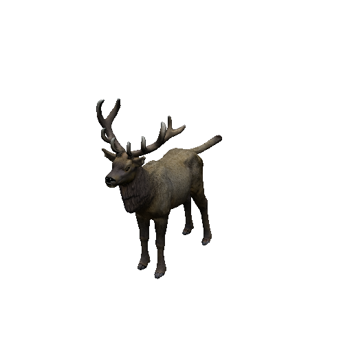 Elk