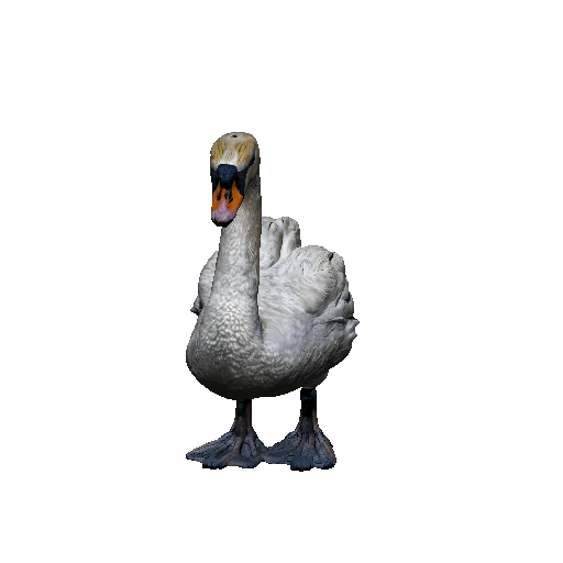 Swan